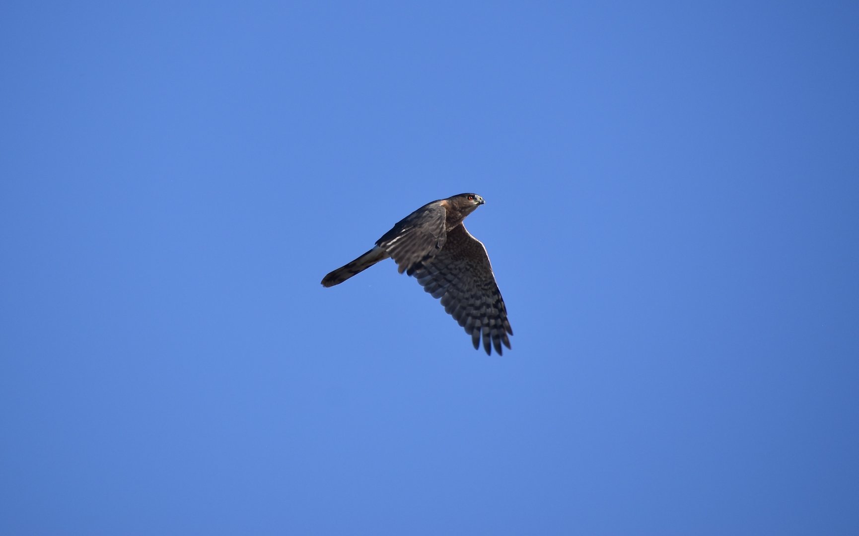 Cooper's Hawk (Astur cooperii)
