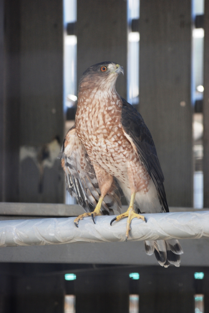 Cooper's Hawk at Busch Wildlife Sanctuary, 14/10/13
