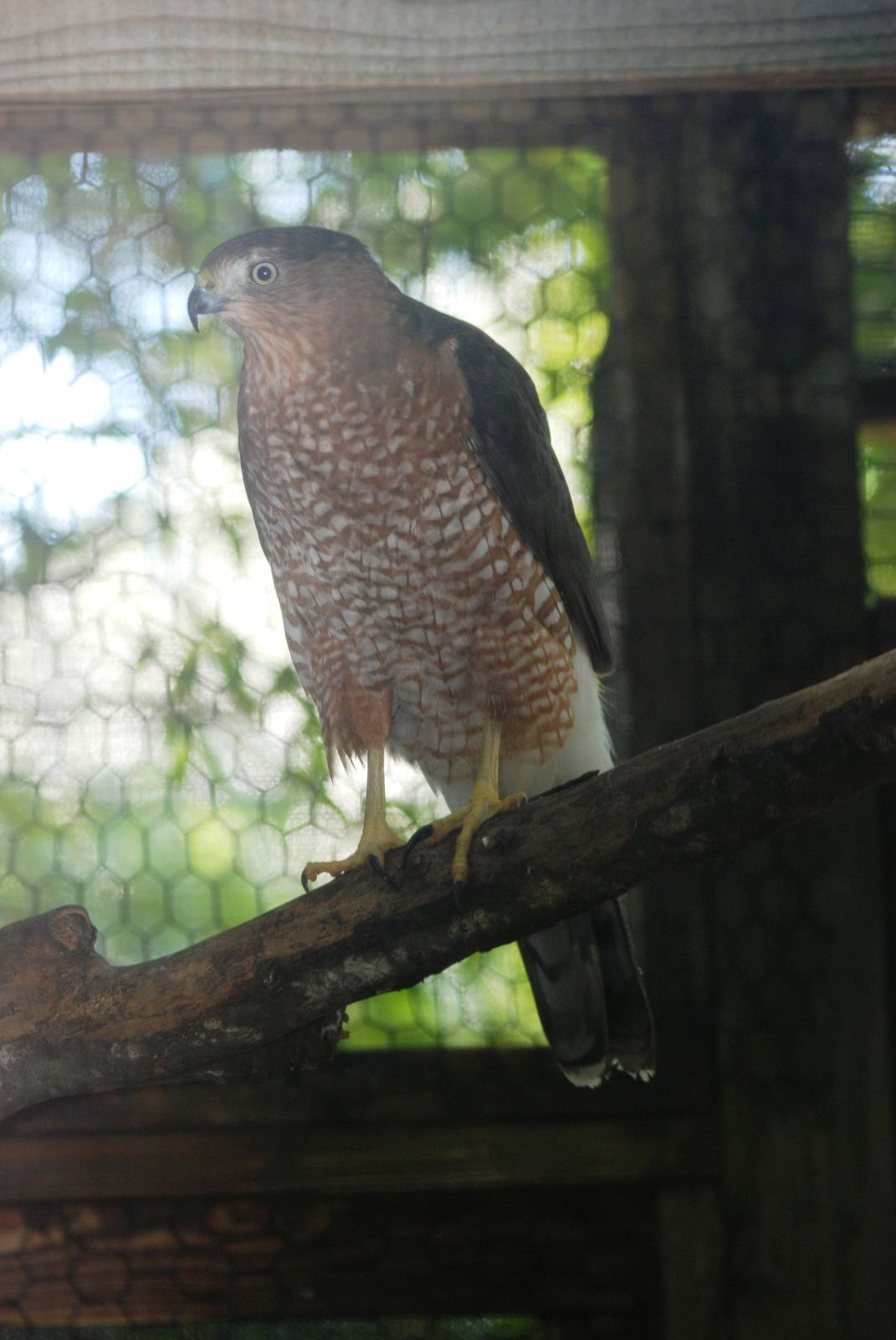 Cooper's Hawk at Jacksonville, 10/10/13