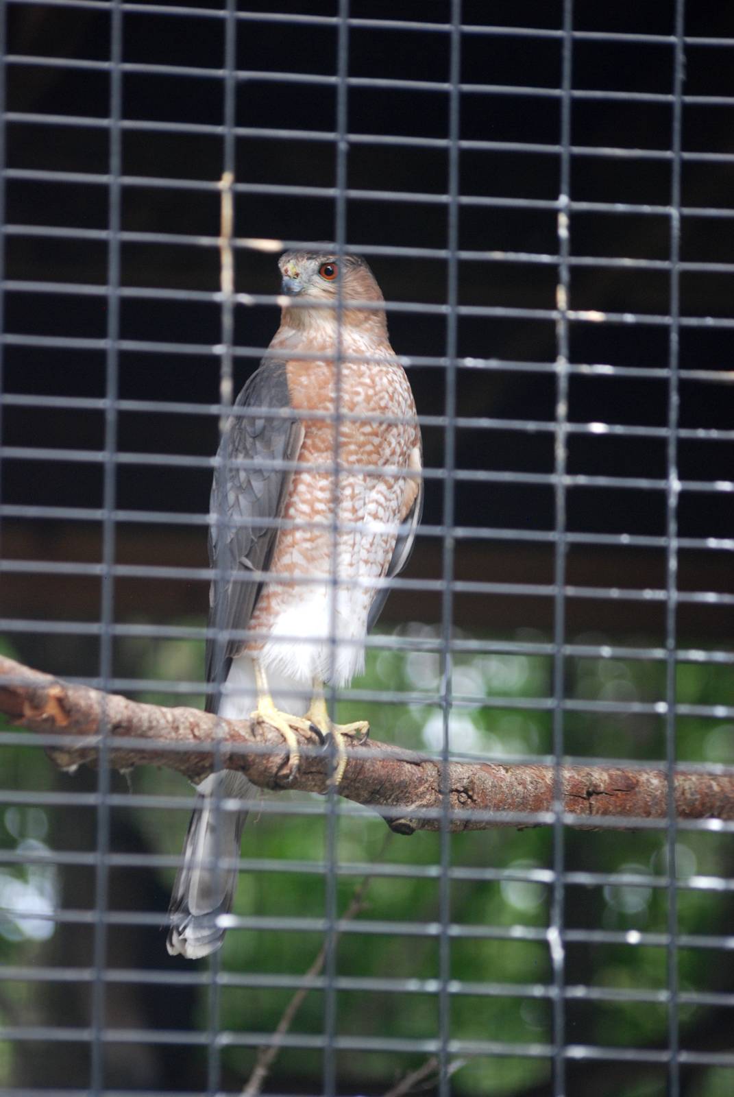 Cooper's Hawk at Peace River Wildlife Centre, 09/10/13