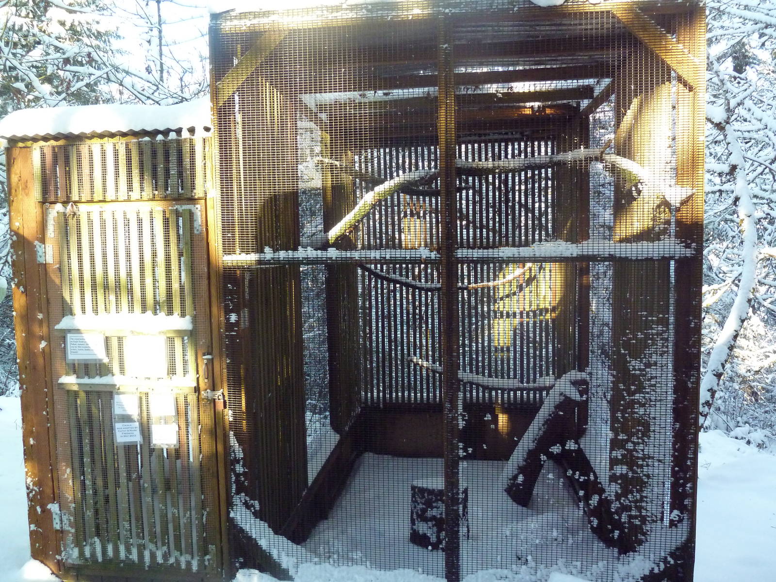 Cooper's Hawk Exhibit