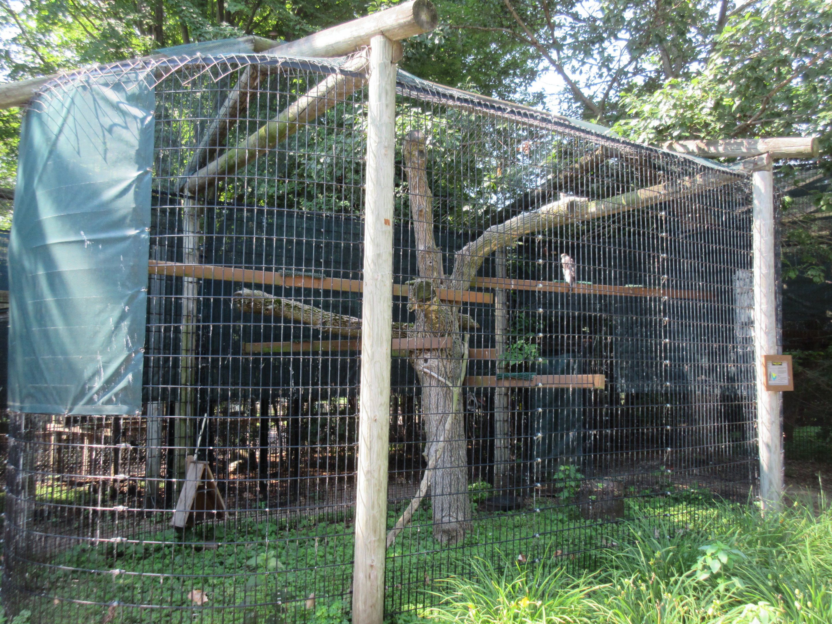 Cooper's Hawk Exhibit