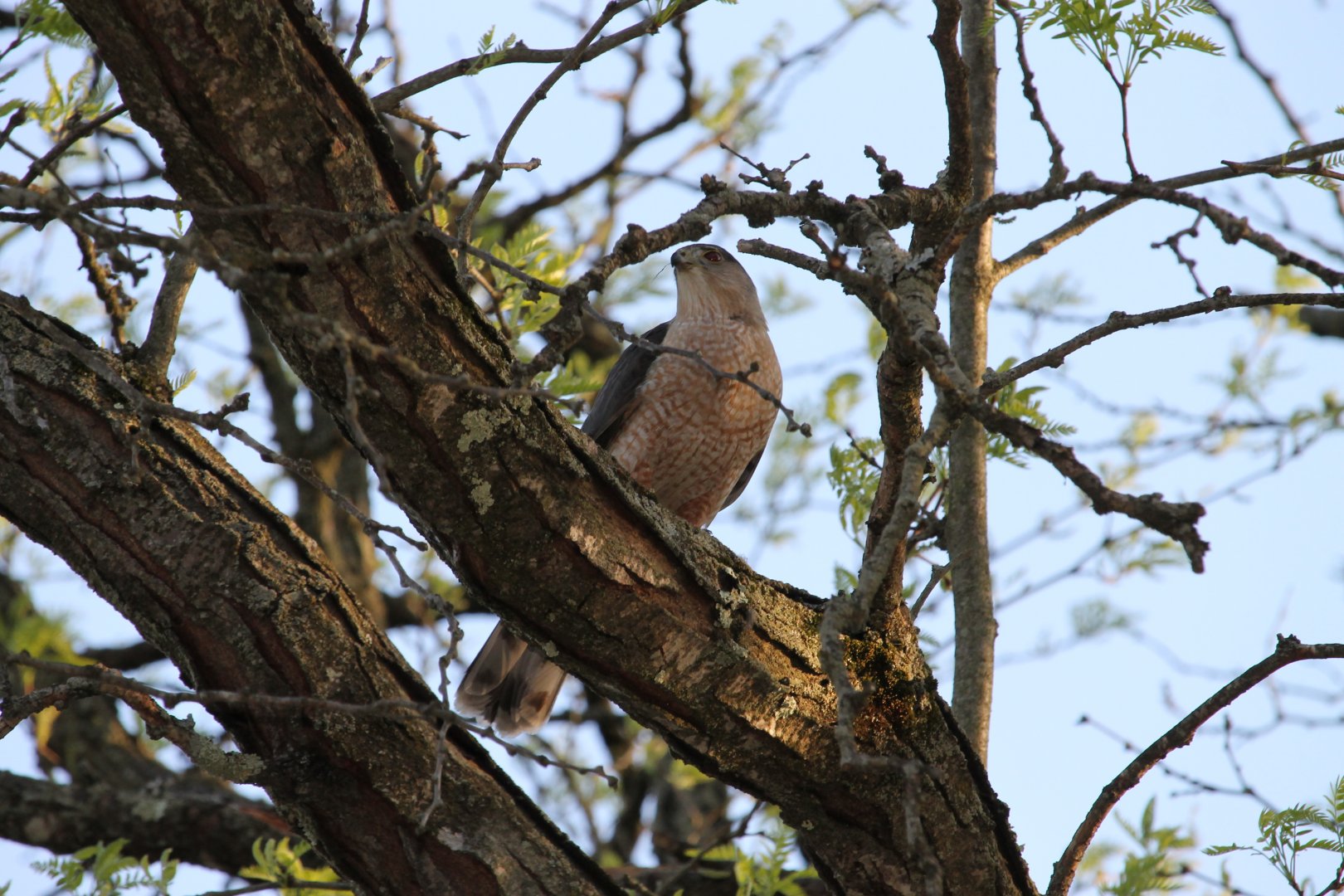 Cooper's hawk finishing a meal