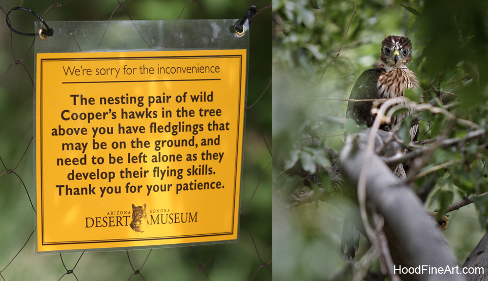 coopers hawk fledgling