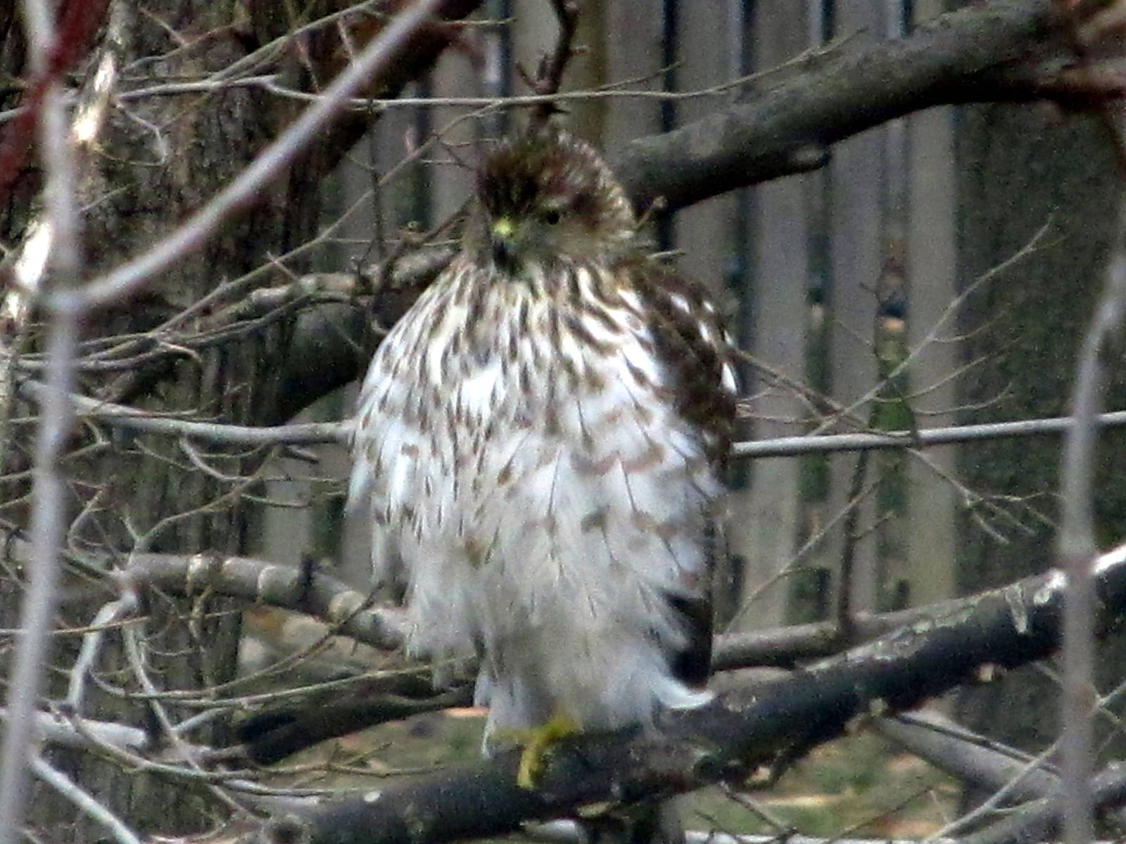 Cooper's Hawk Juvenile