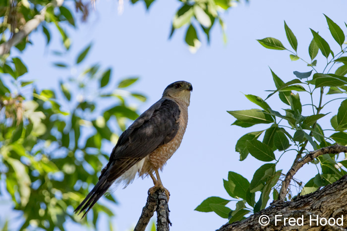 Cooper's Hawk (wild)