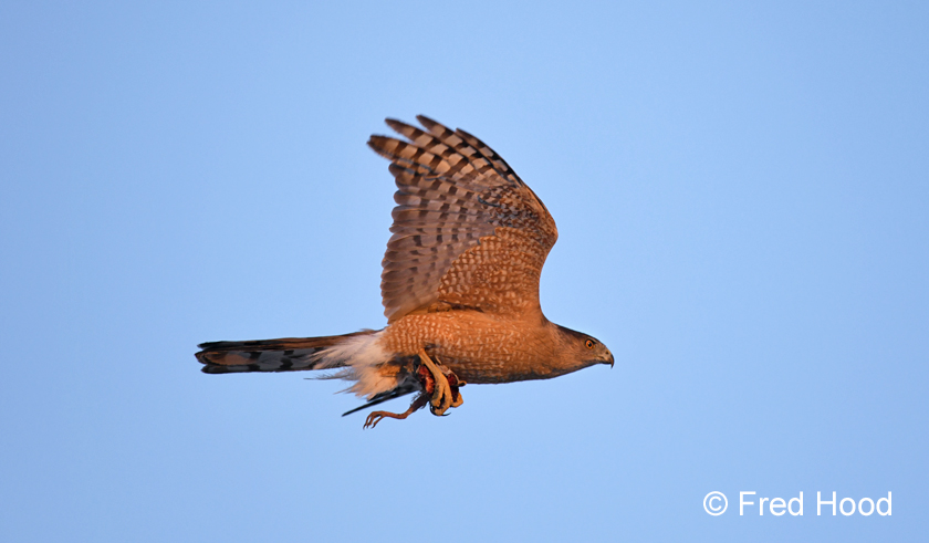 coopers hawk (with kill)