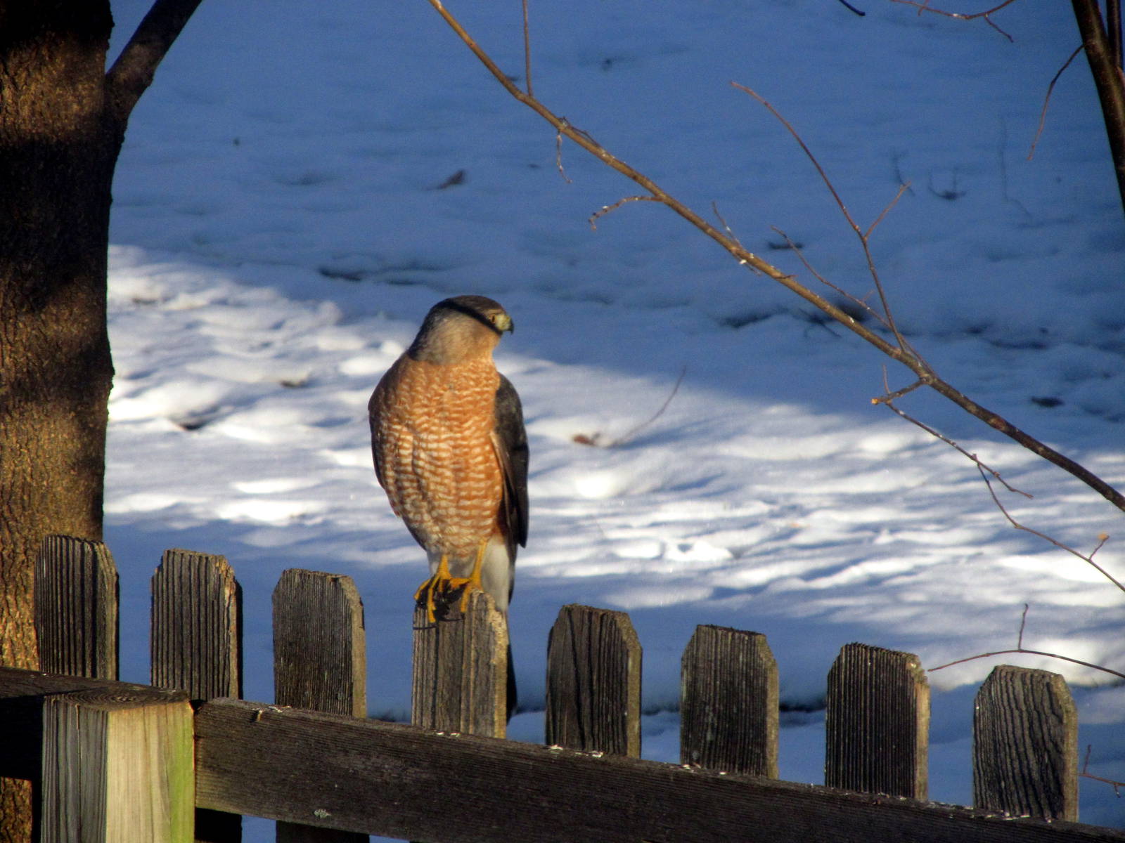 Cooper's Hawk?