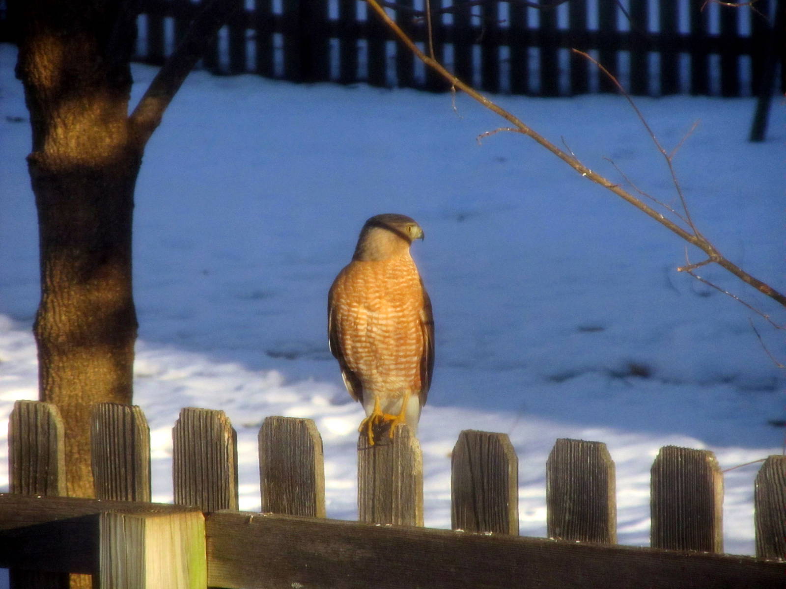 Cooper's Hawk?