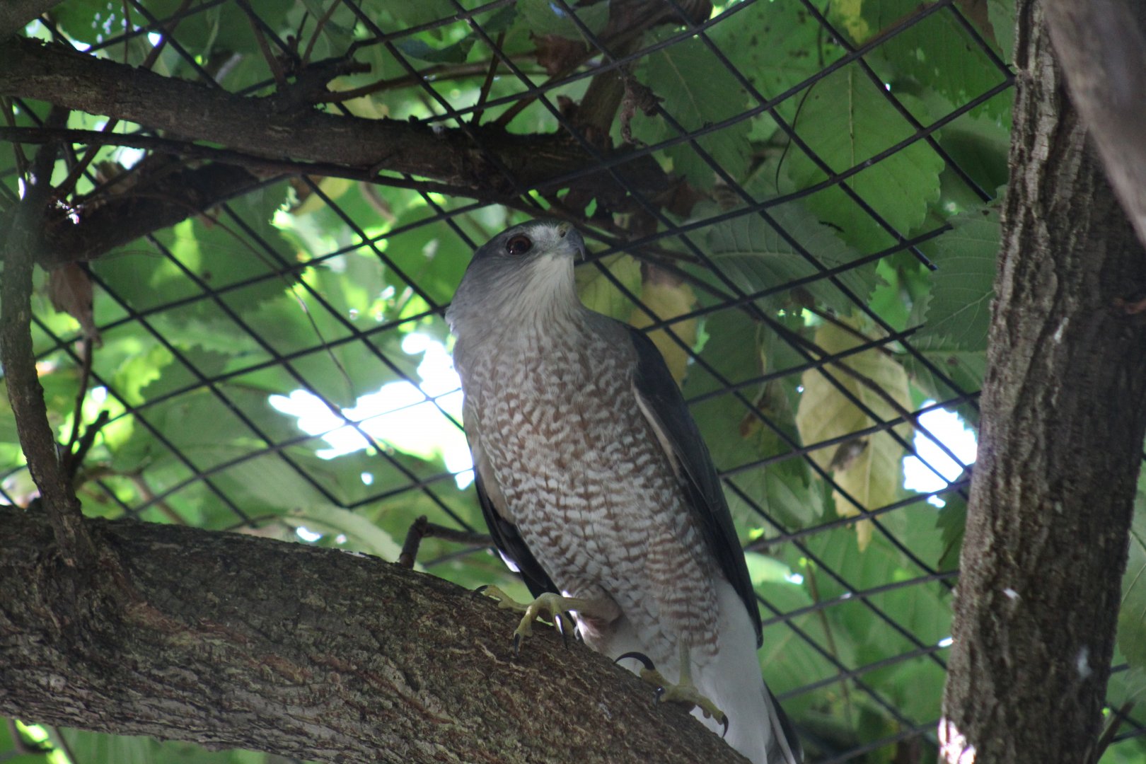 Cooper's Hawk