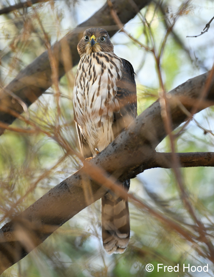 Cooper's hawk