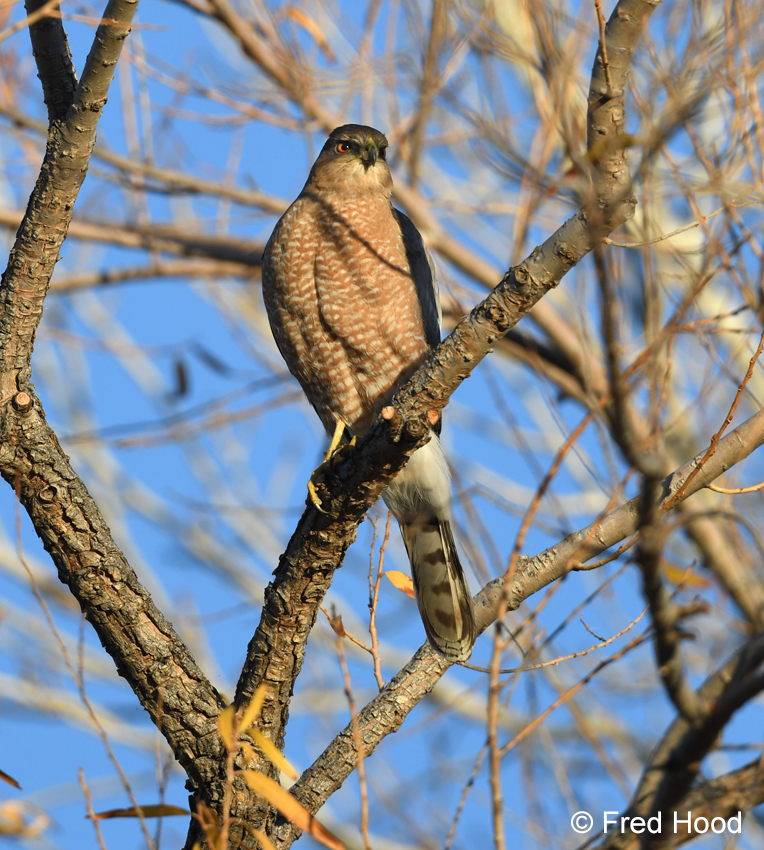 Coopers hawk