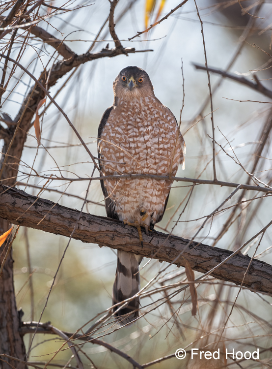 coopers hawk