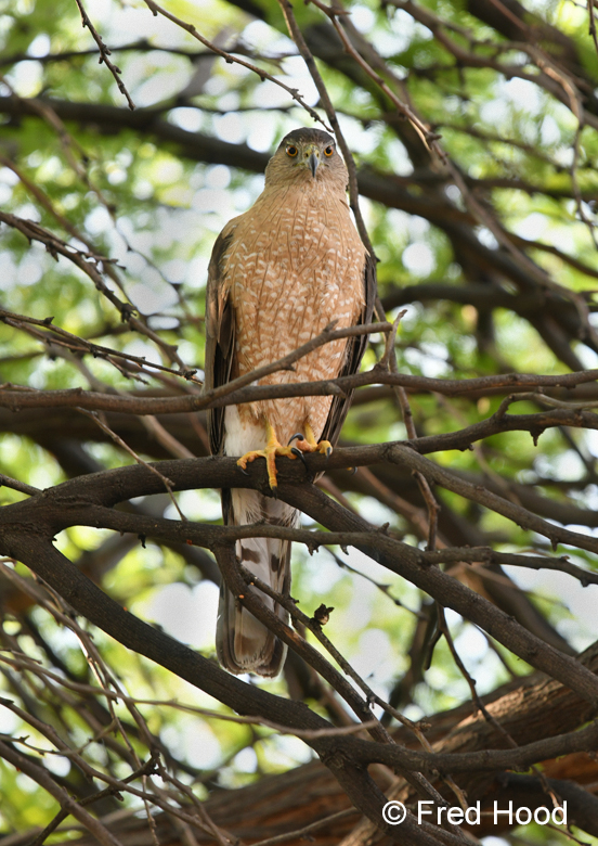 coopers hawk