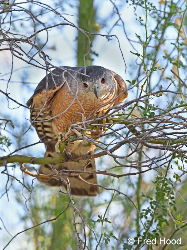 coopers hawk