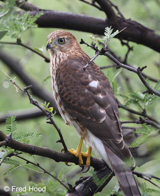 coopers hawk