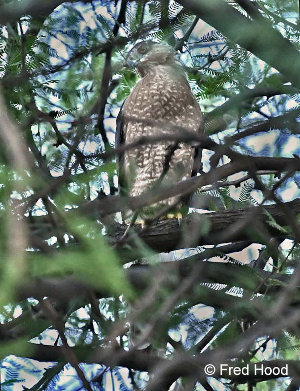 coopers hawk