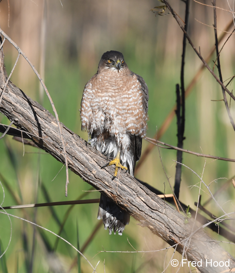 coopers hawk