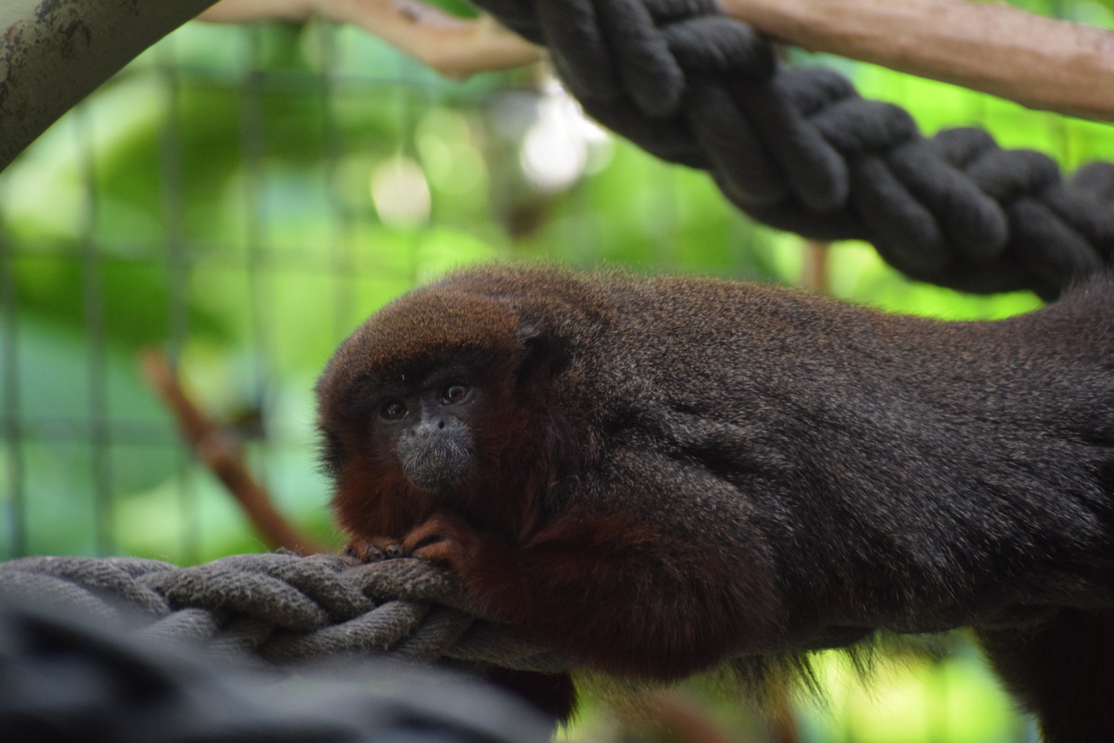 Coopery titi monkey