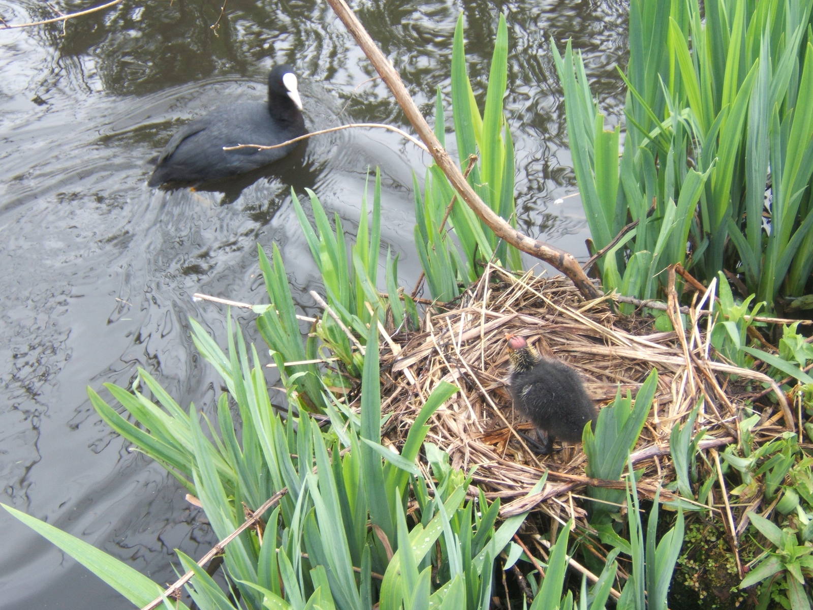 Coot and chick in nest at Martin Mere WWT