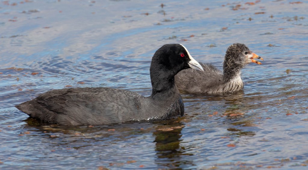 Coot and chick
