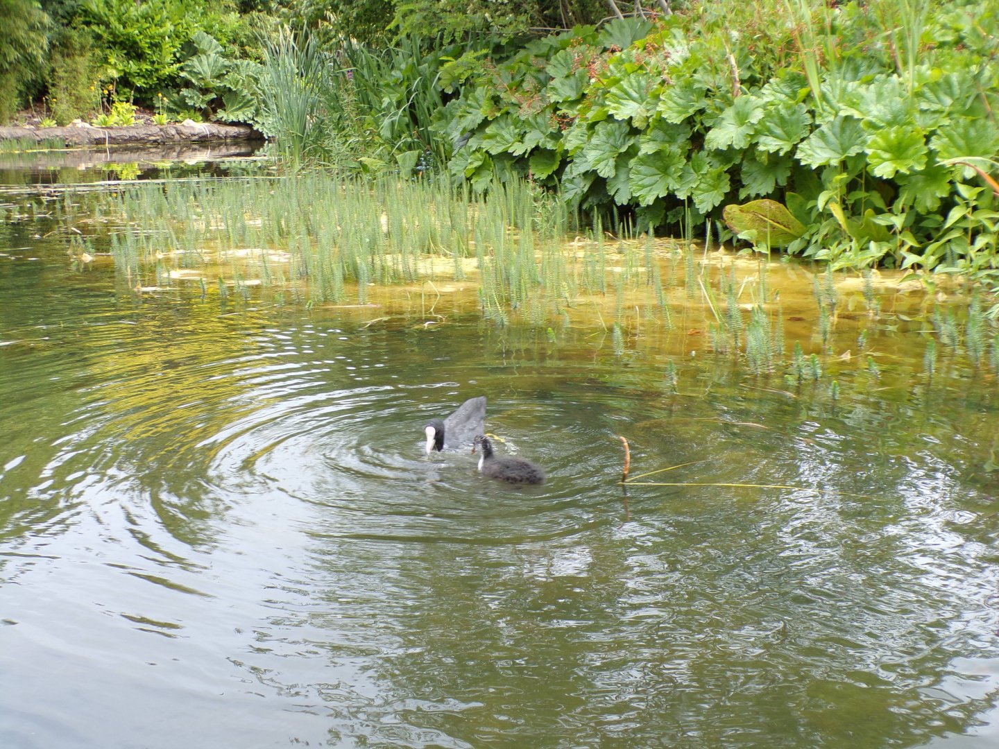 Coot and young next to the riverboat ride 29.6.24
