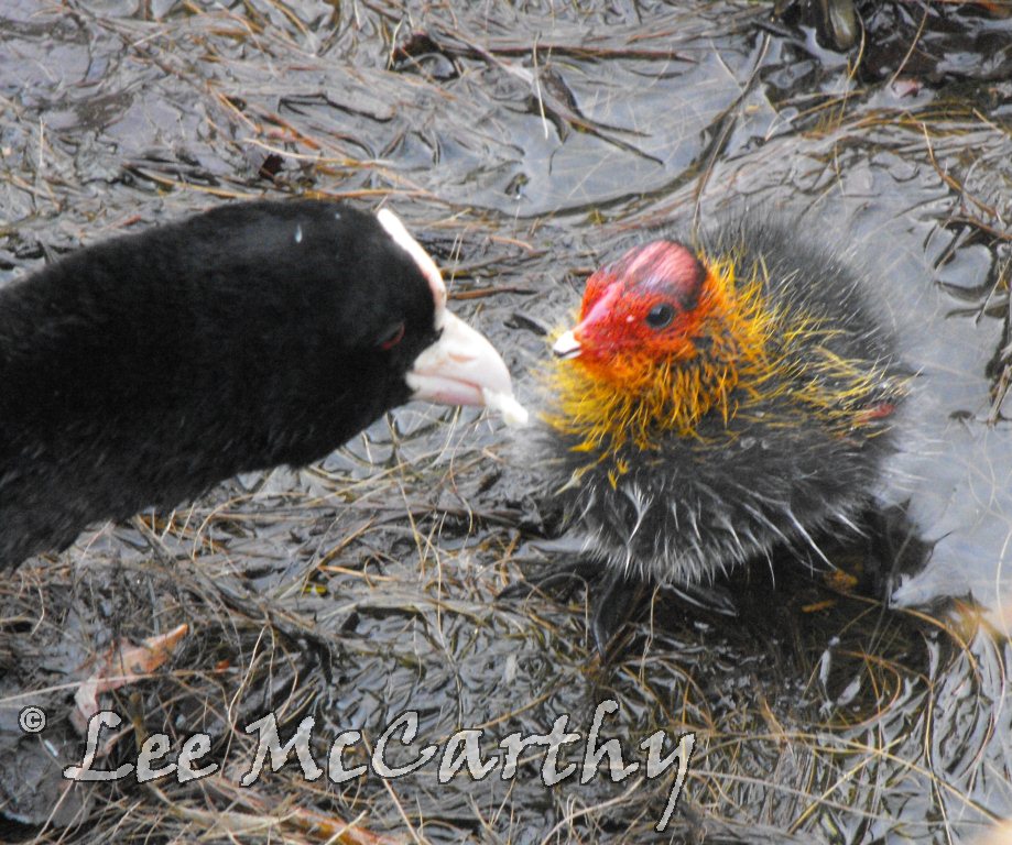 Coot & Chick