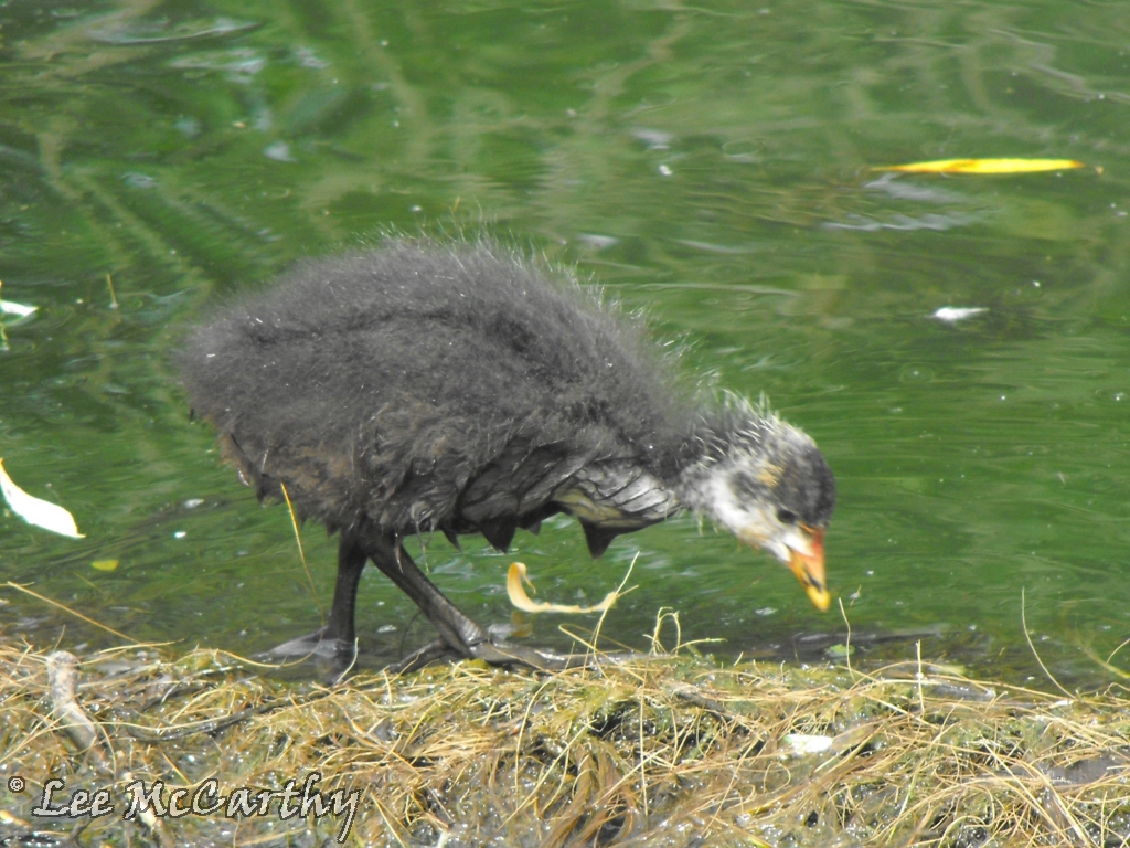 Coot Chick