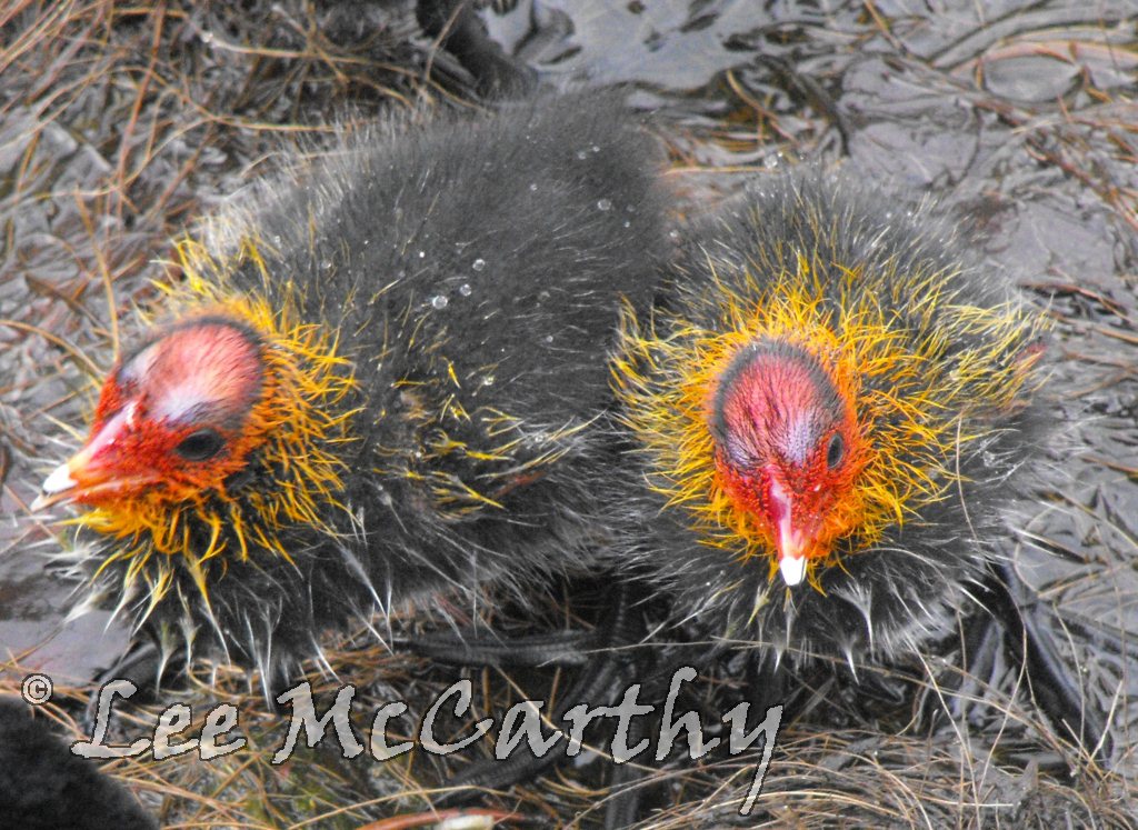 Coot Chicks