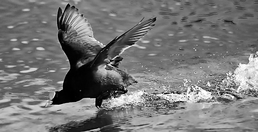 coot dashing