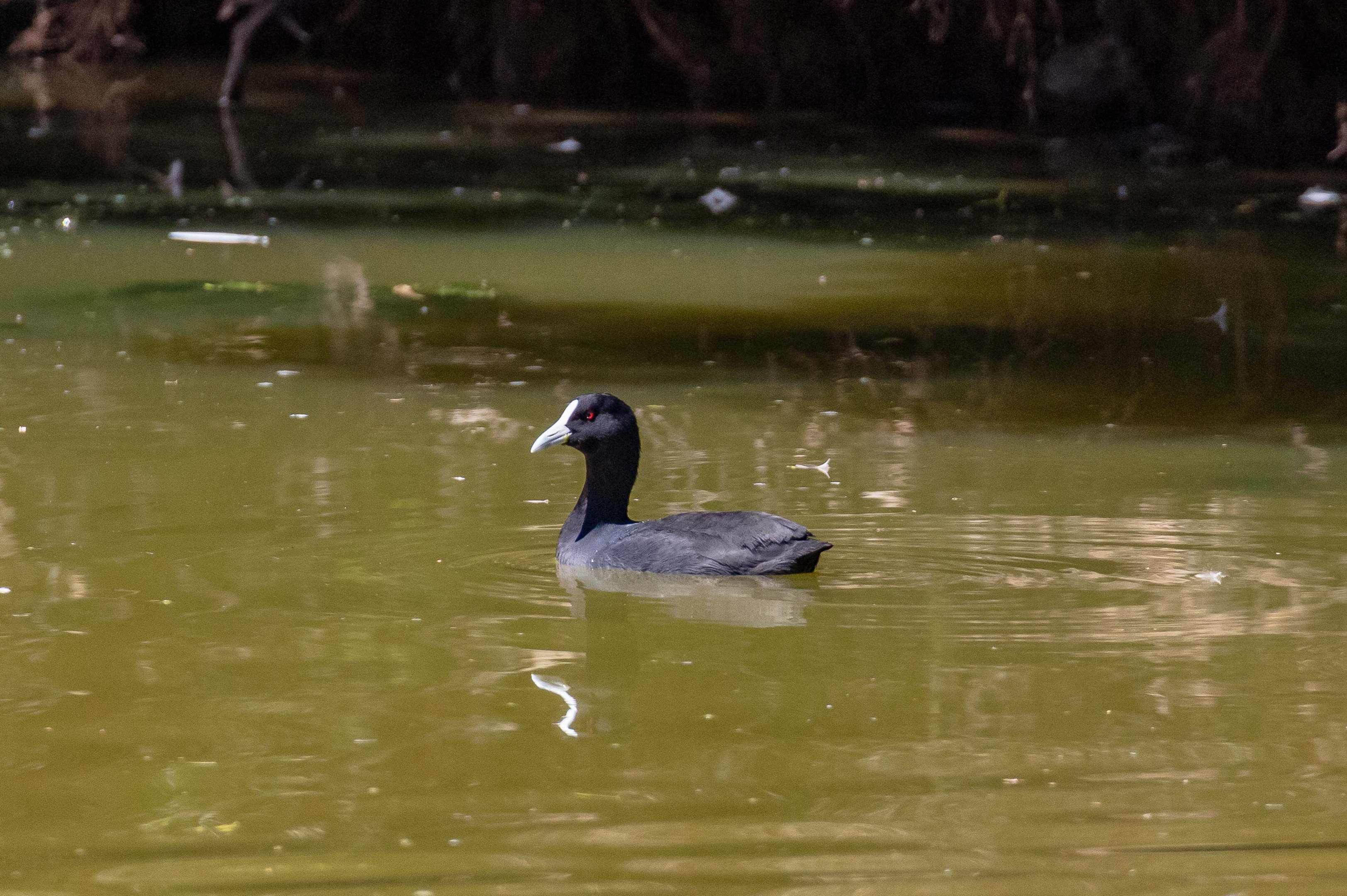 Coot (wild bird)