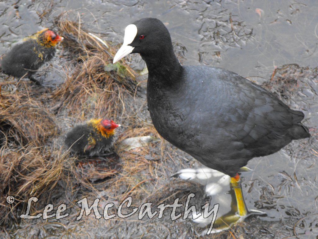 Coot With Chicks