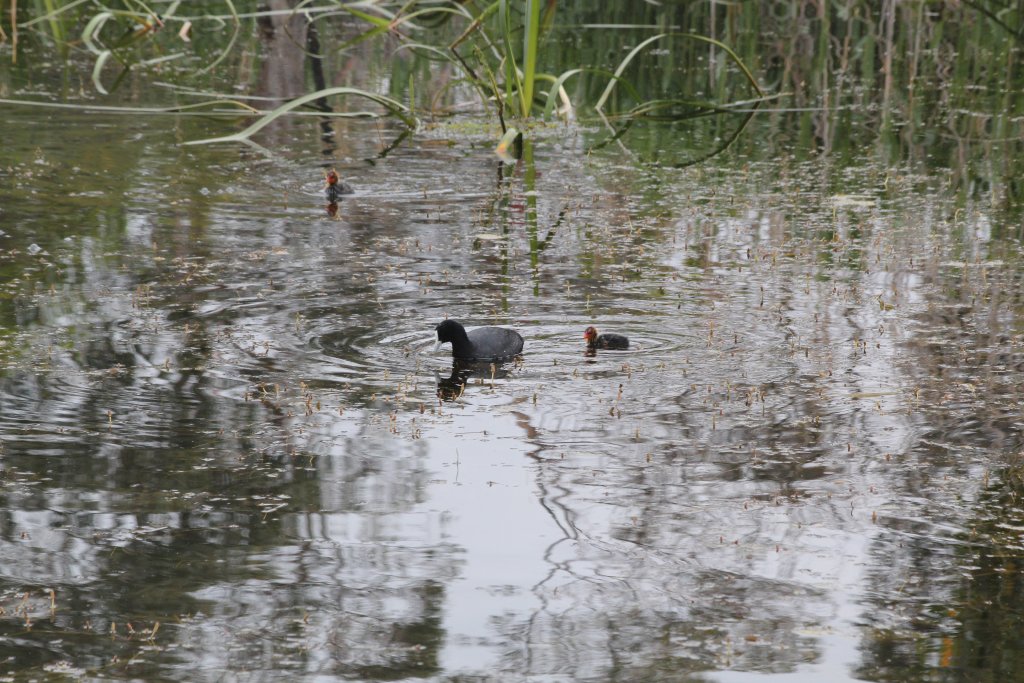 Coot with chicks