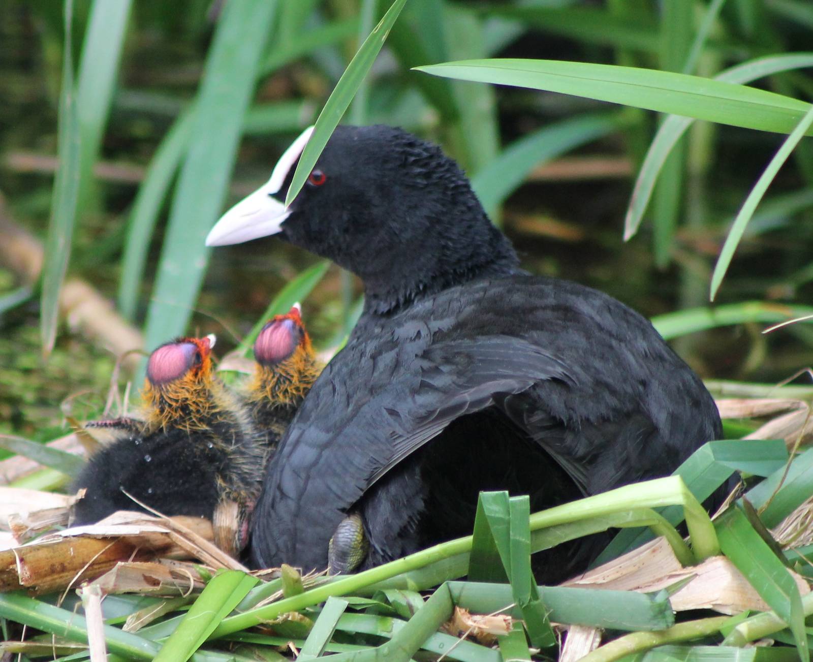 coot with chicks