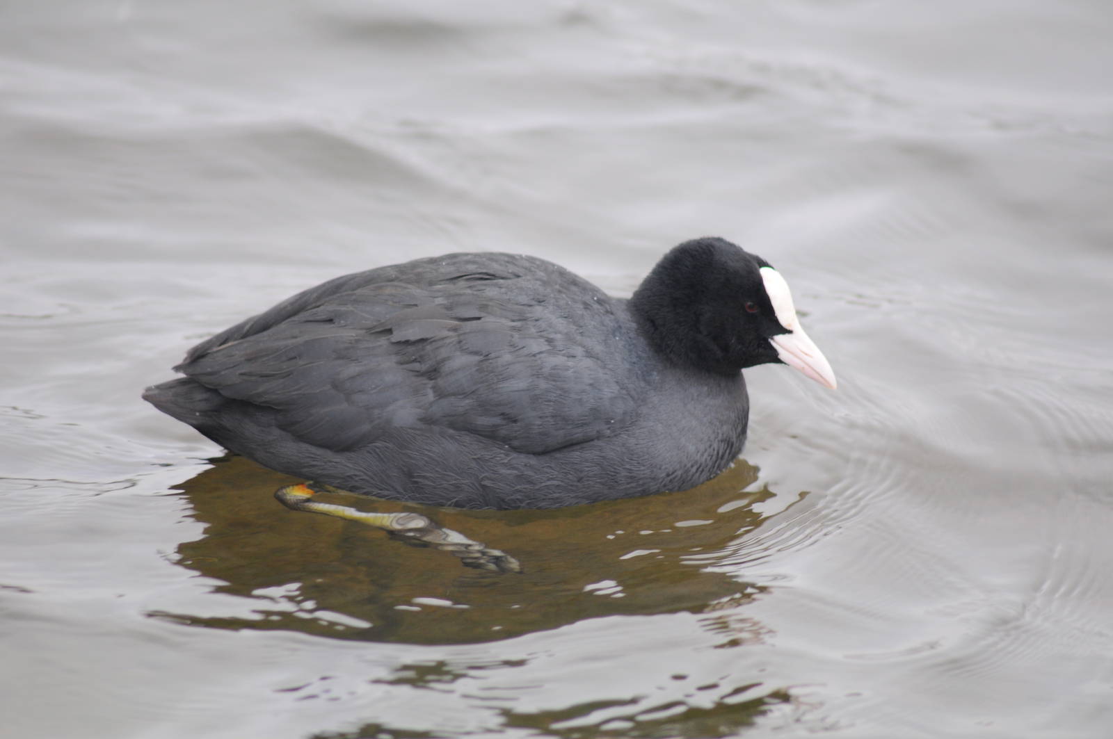 Coot
