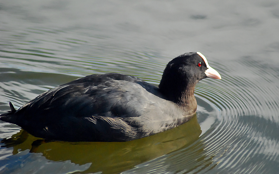 coot