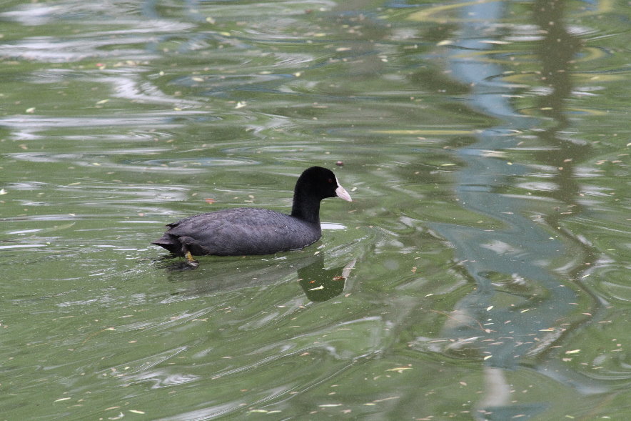 Coot