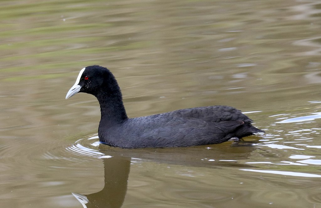 Coot