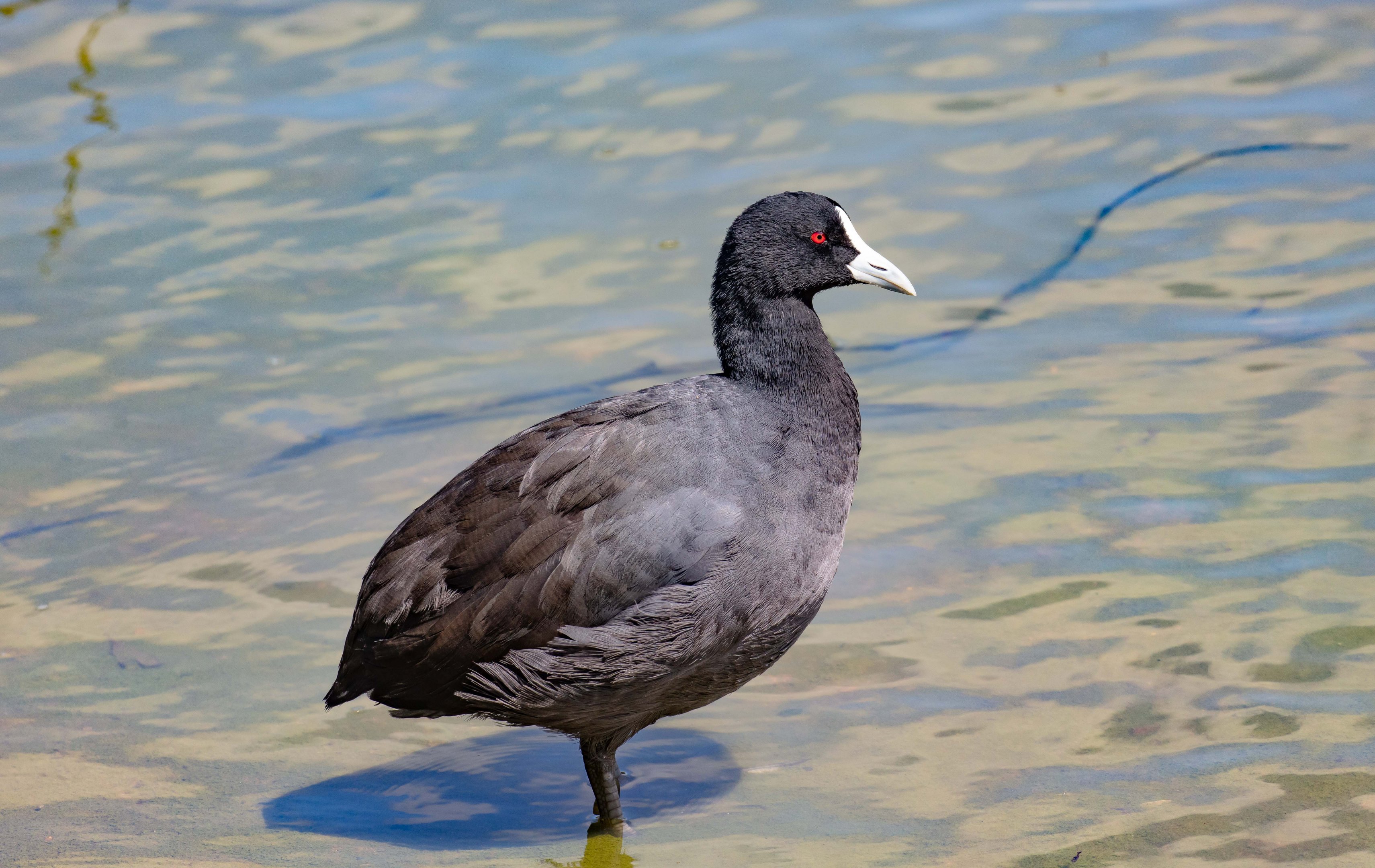 Coot