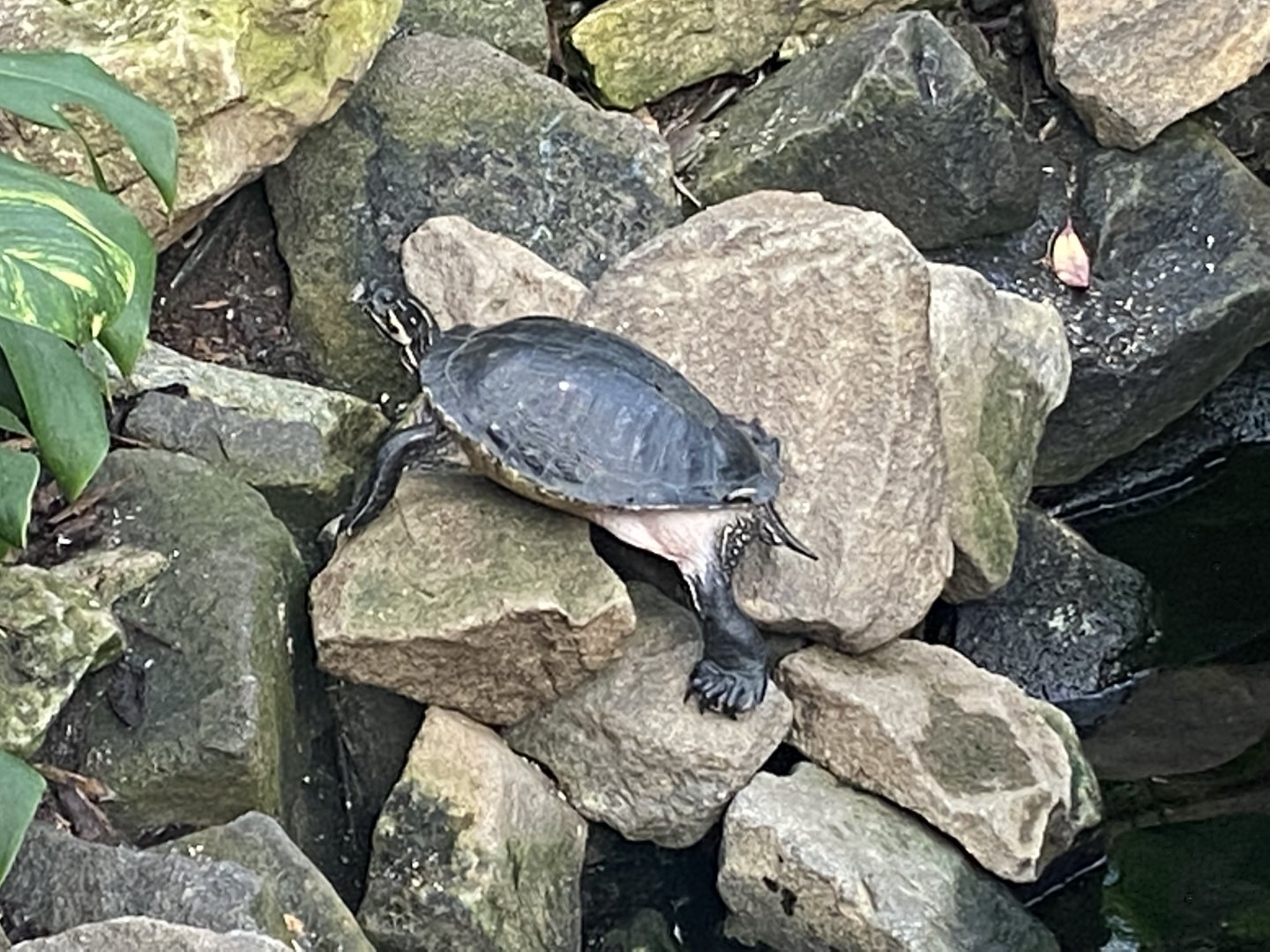 Cooter Pseudomys sp. 200922