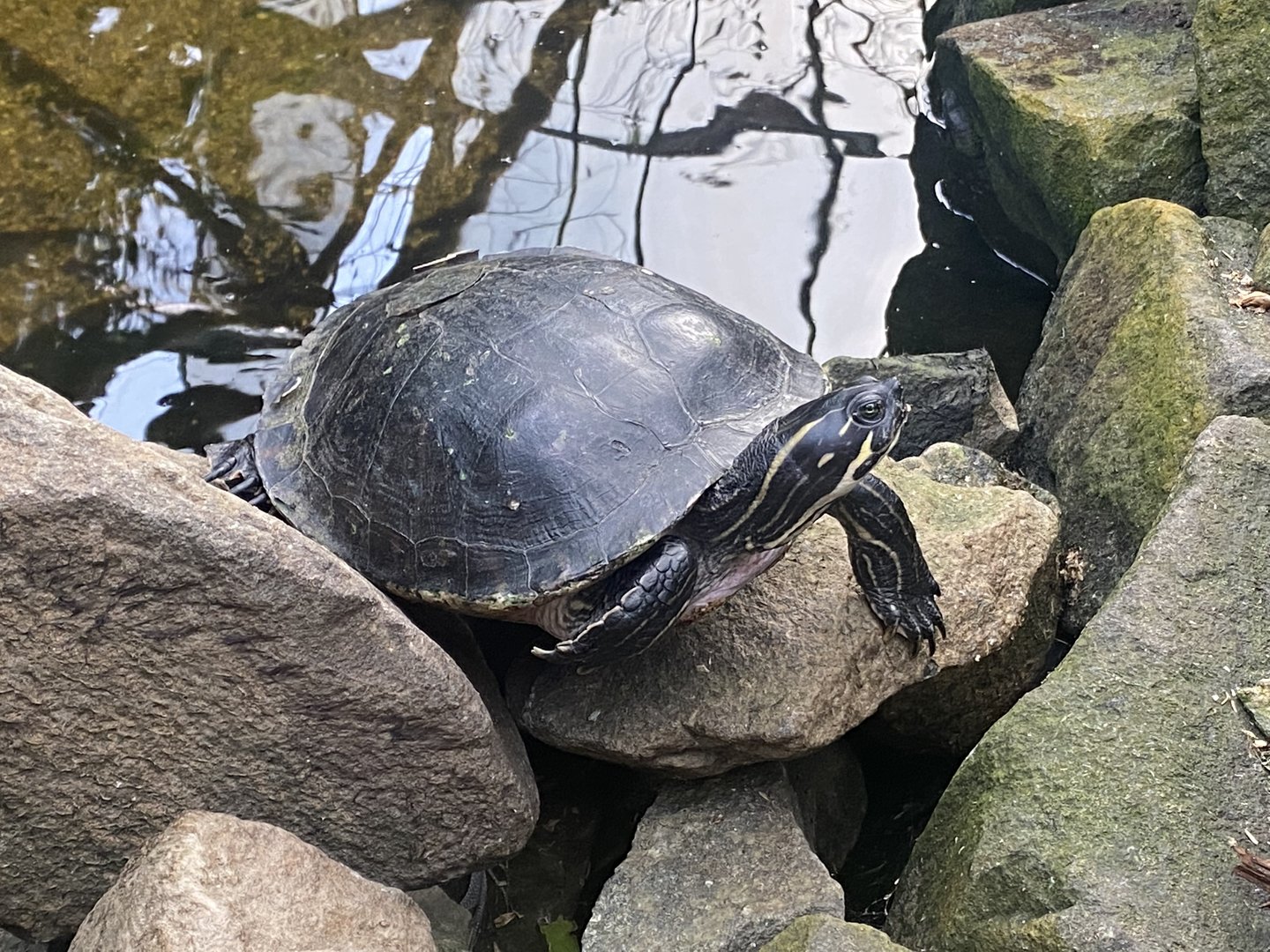 Cooter Pseudomys sp. 200922