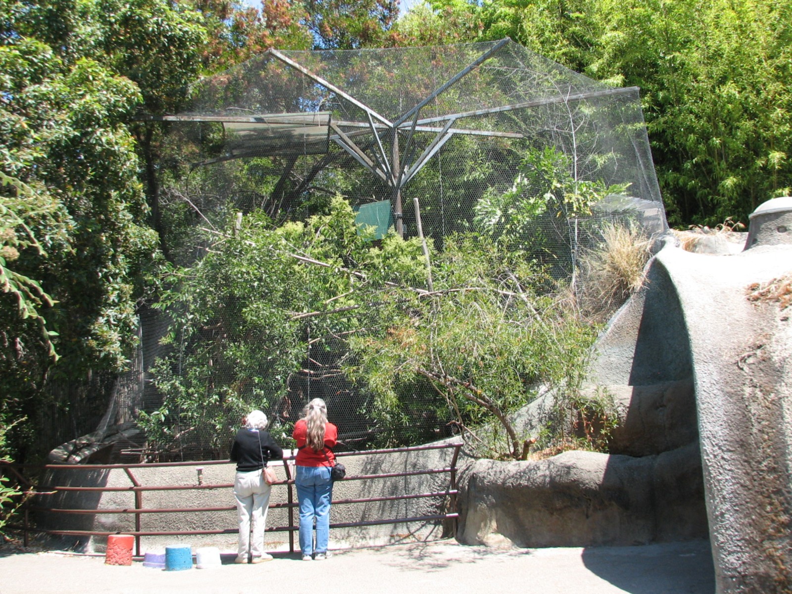 Cooton-topped Tamarin and Chestnut-mandibled Toucan Exhibit