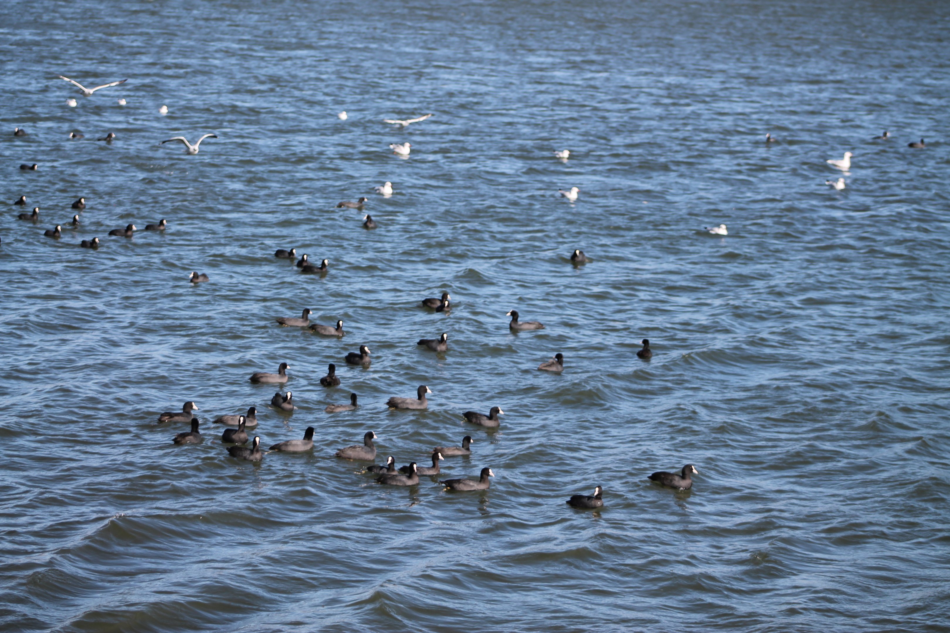 Coots (Fulica atra)