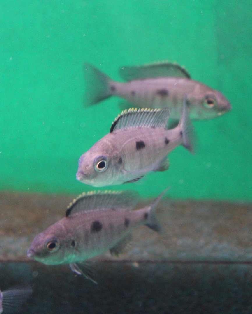 Copadichromis azureus