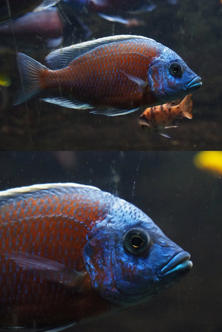 Copadichromis borleyi 'Kadango', 2020-06-28