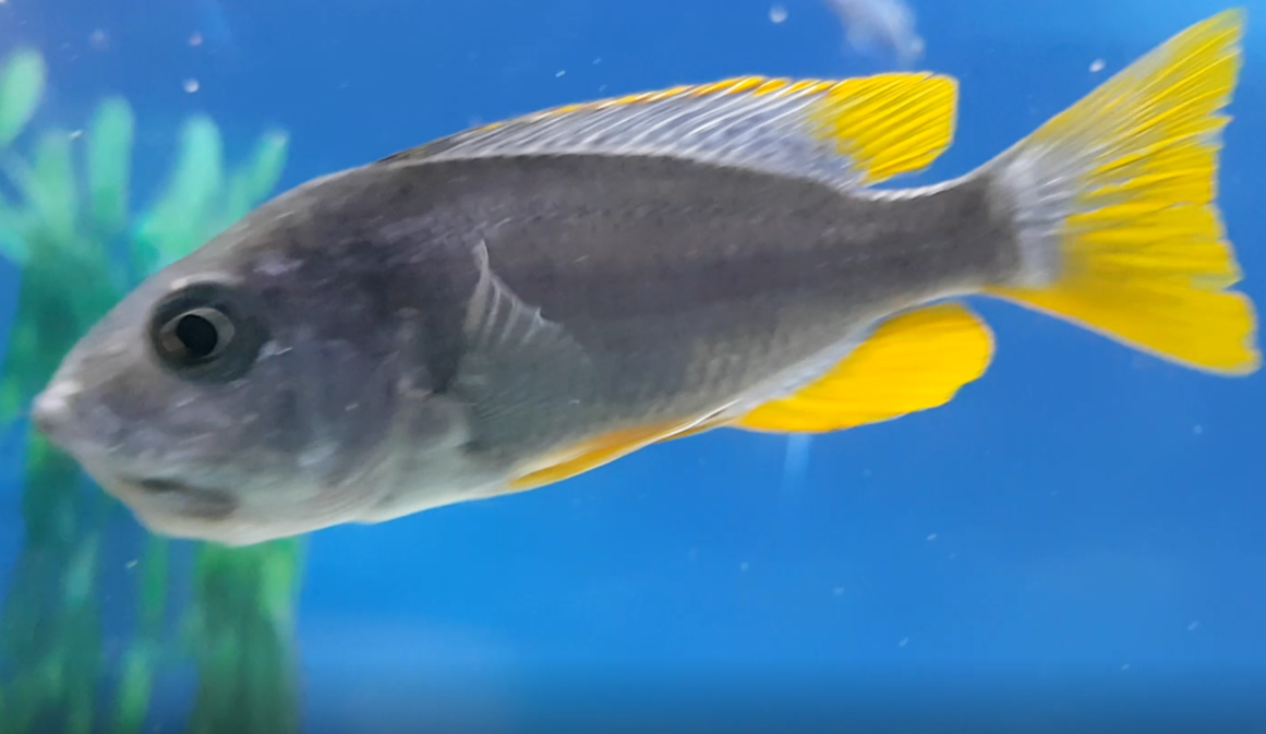 Copadichromis borleyi