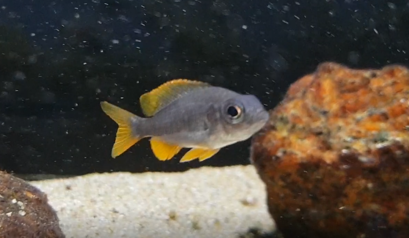 Copadichromis borleyi