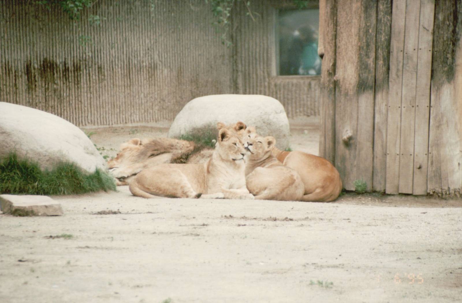 Copenhagen Zoo 1995 - African Lion male and cubs
