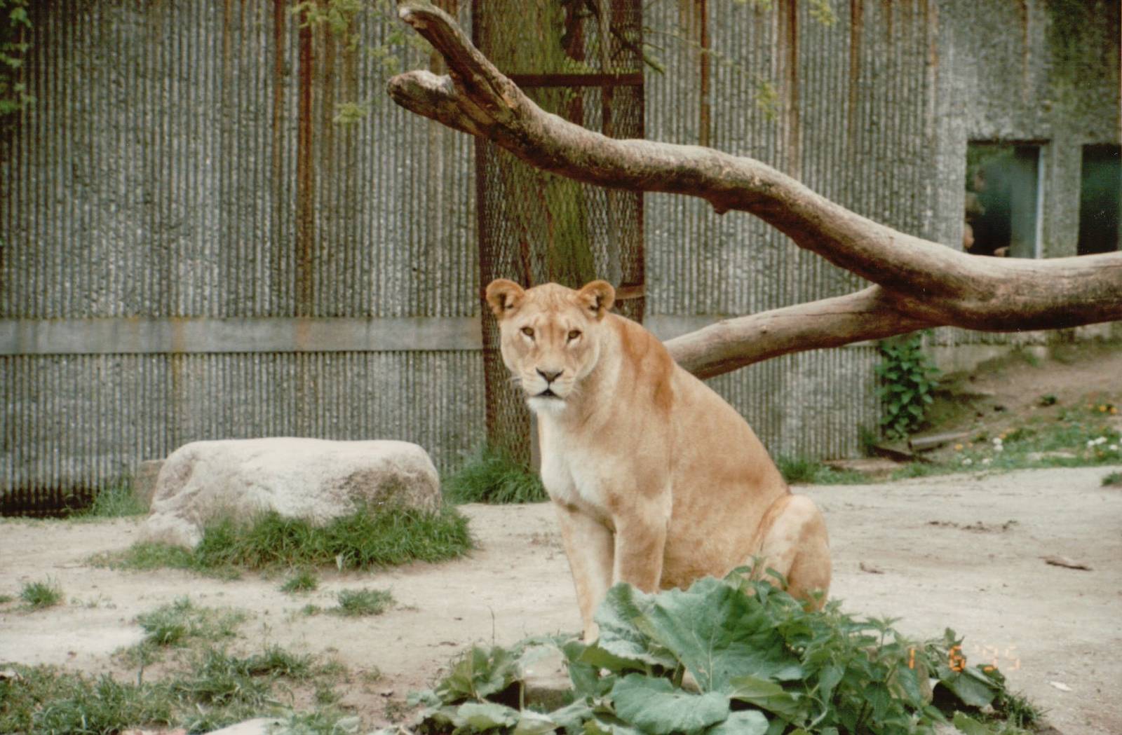Copenhagen Zoo 1995 - African Lioness