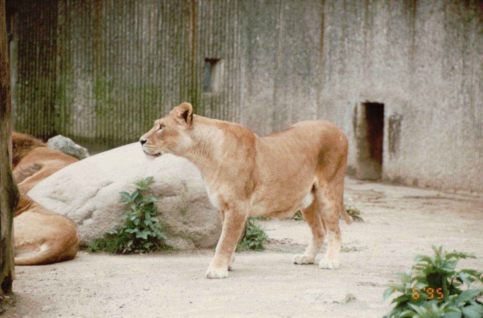 Copenhagen Zoo 1995 - African Lioness